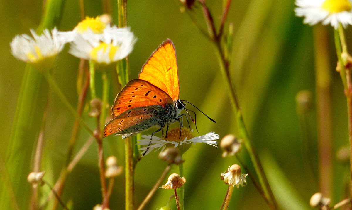 опять про бабочек...224 - Александр Прокудин