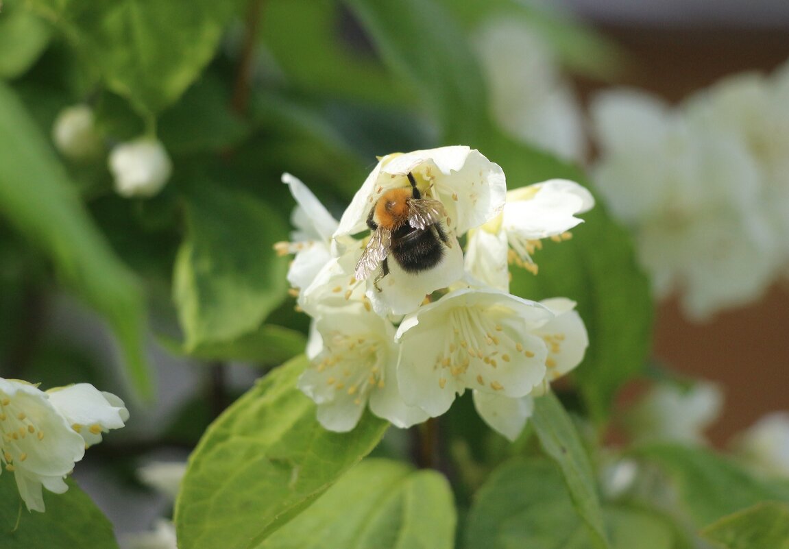 Лето 2025. Июнь - Наталья Герасимова