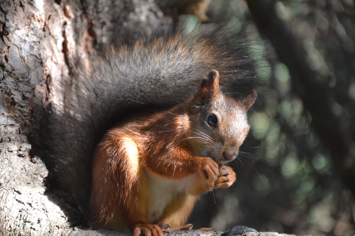 Задемалась...А шишечку во рту держала. - Надежда 