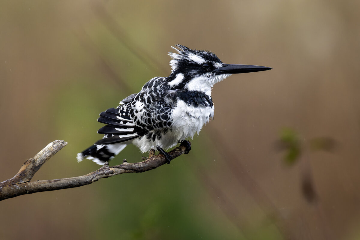 Малый пегий зимородок. - Alexander Amromin