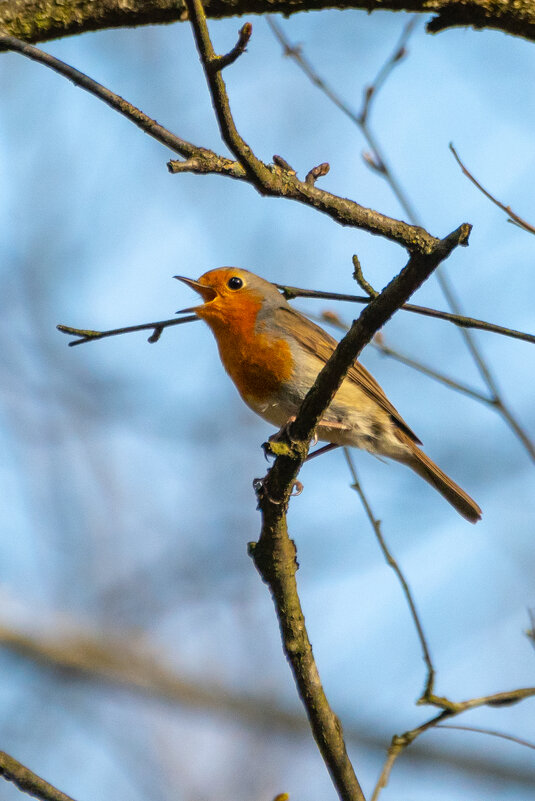 Малиновка - Владимир Лазарев