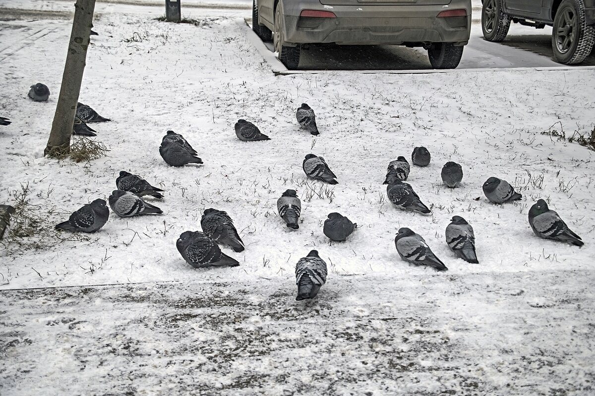 Холодно и голодно - Валерий Иванович