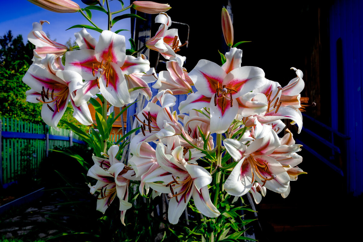 На даче - Александр Силинский