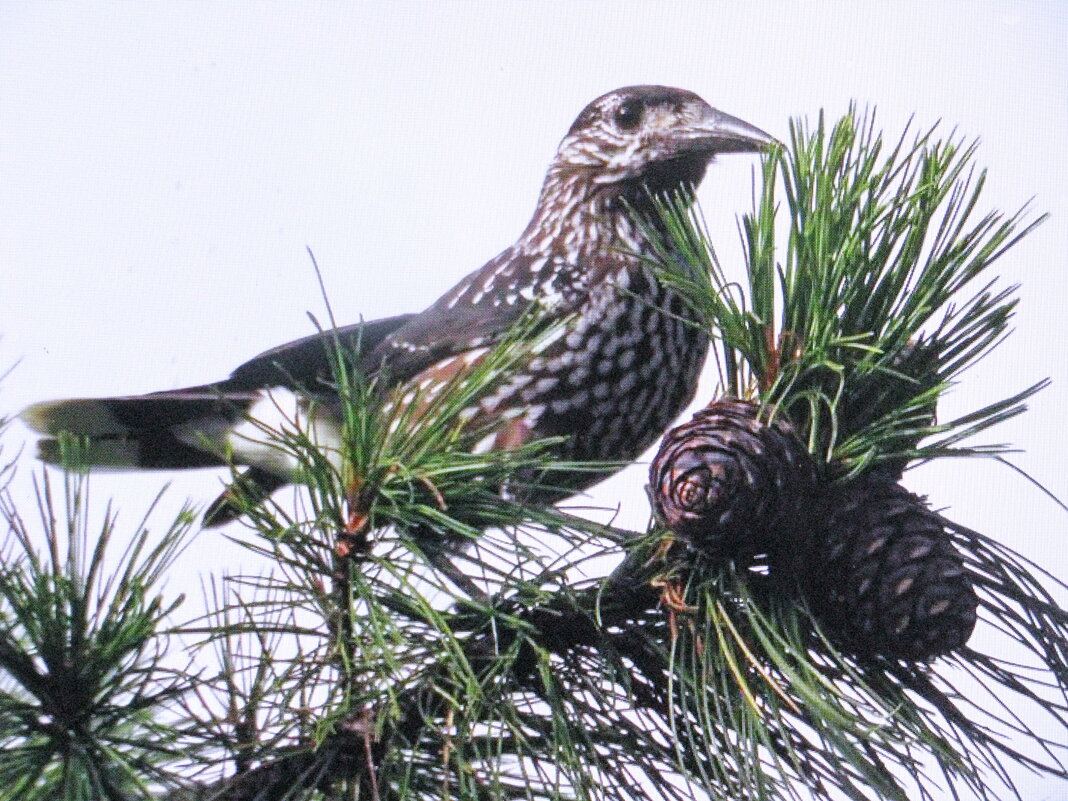 Кедровка прилетела - Людмила Смородинская