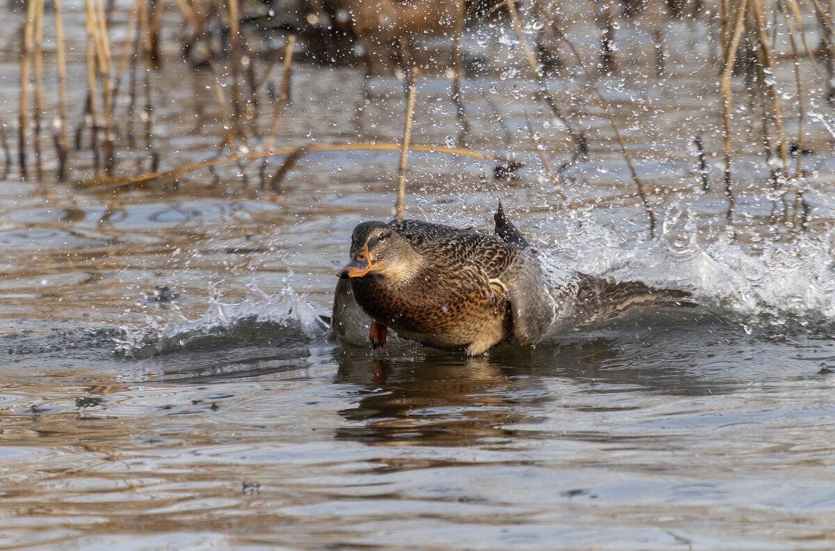 кряква на взлете. - юрий макаров