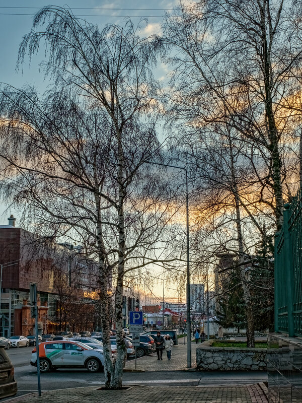 "Листья сброшены до единого..." - Сергей Шатохин 