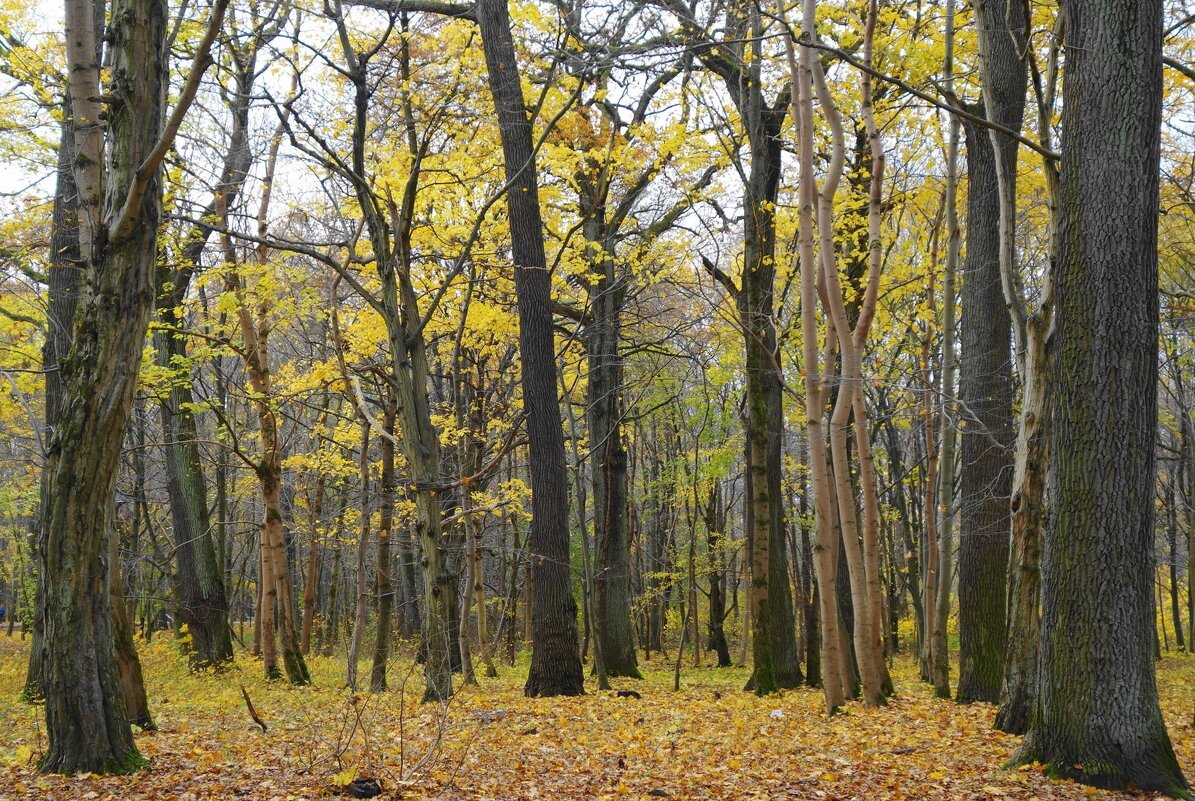 Ашманн парк, Калининград - Рита Симонова