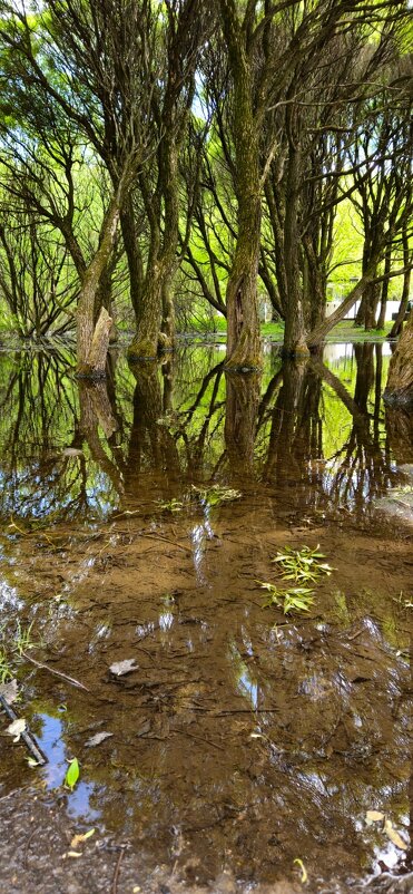 Лес - Александр 