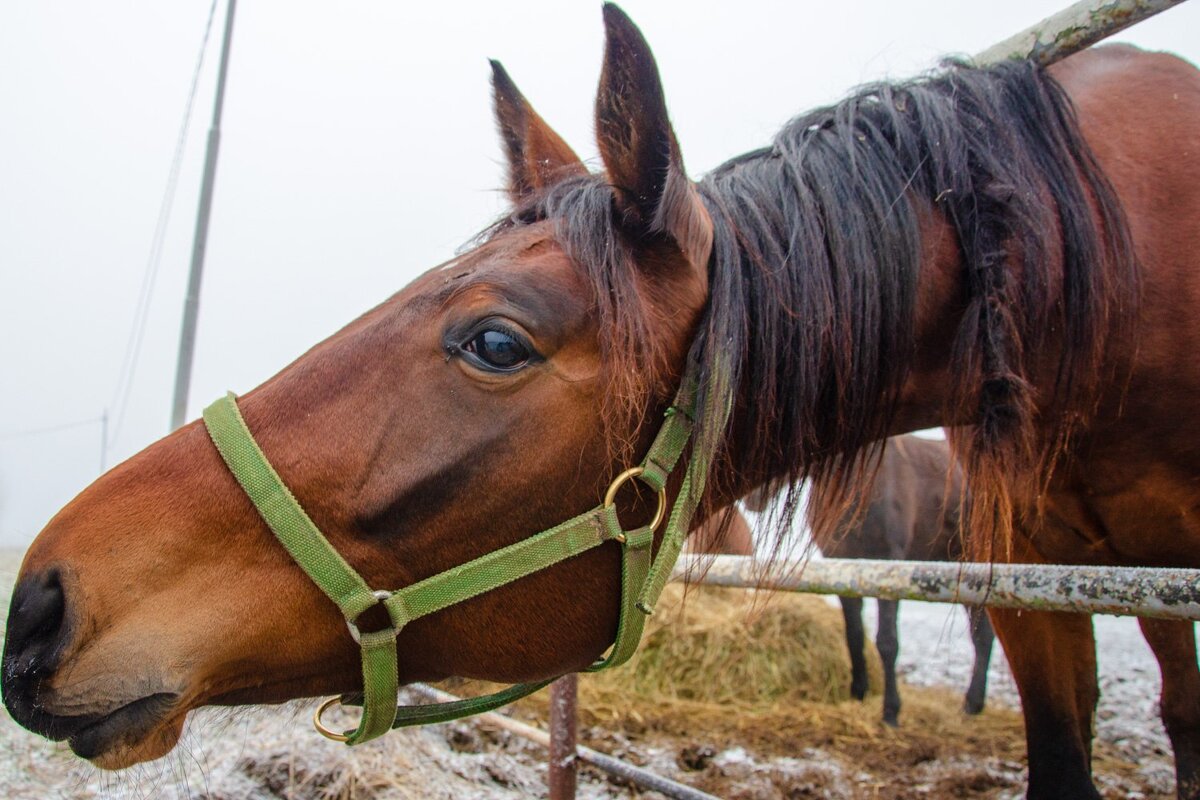 Локотской конезавод Брянская область. - Галина Ложечникова