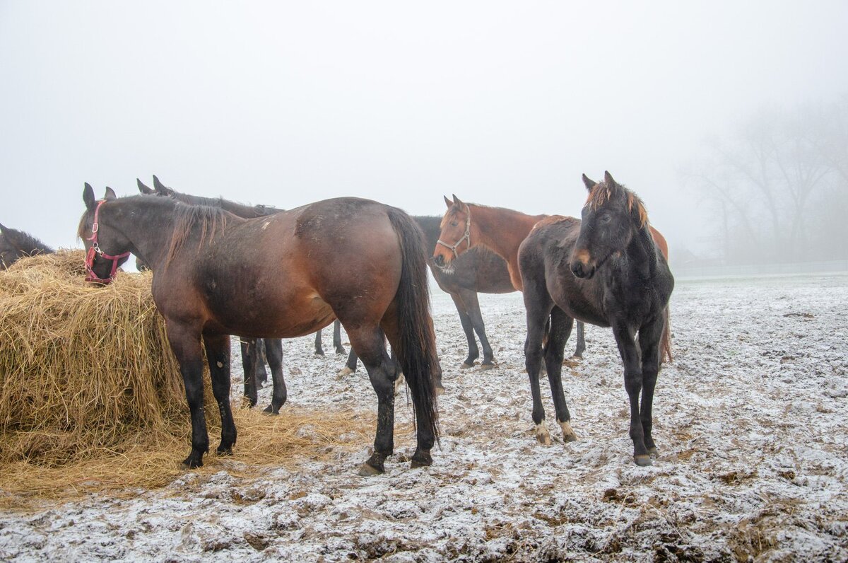 Локотской конезавод Брянская область. - Галина Ложечникова