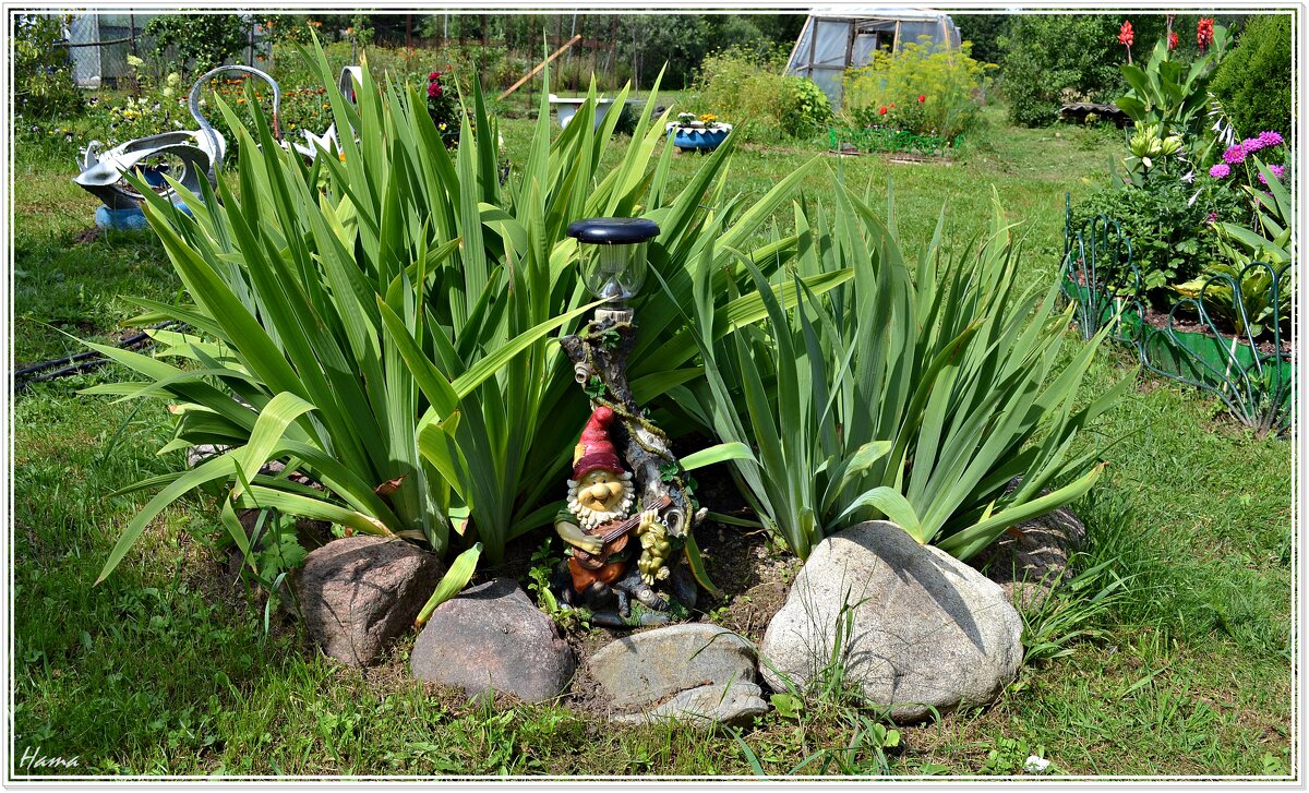 Дачная клумба - Ната57 Наталья Мамедова