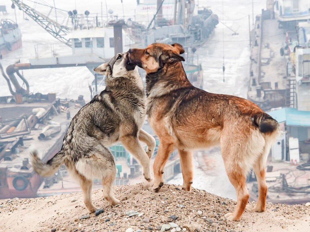 Светла и Рекс - Игорь Волков