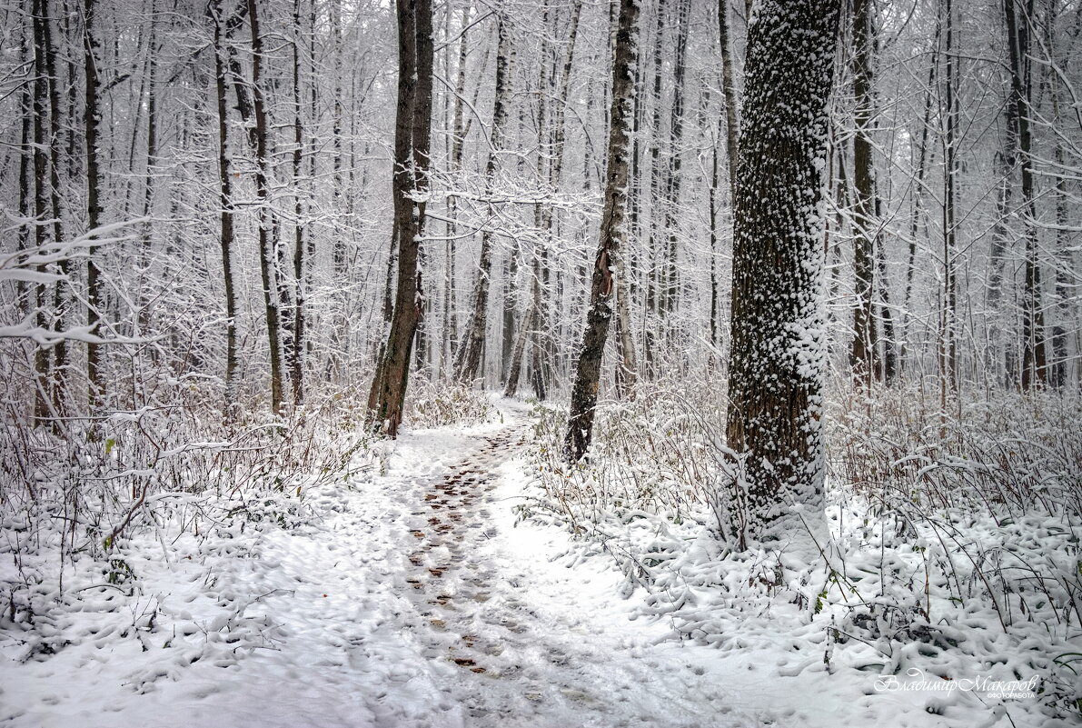 "Выпавший снег в парке"© - Владимир Макаров