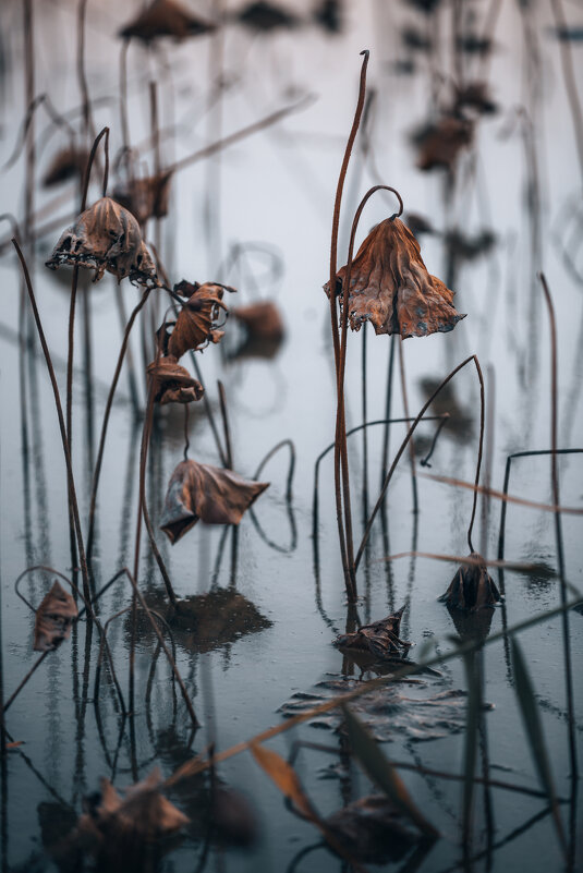 Грация геометрии - Дмитрий 