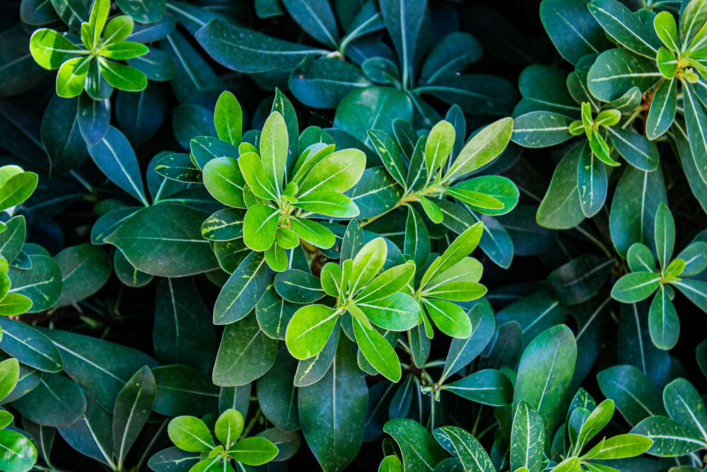 Смолосемянник - Светлана SvetNika17