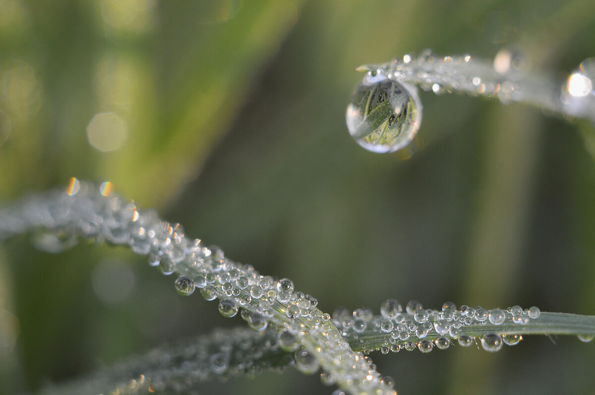 Росы, росы... Божья благодать. - Надежда Куркина 