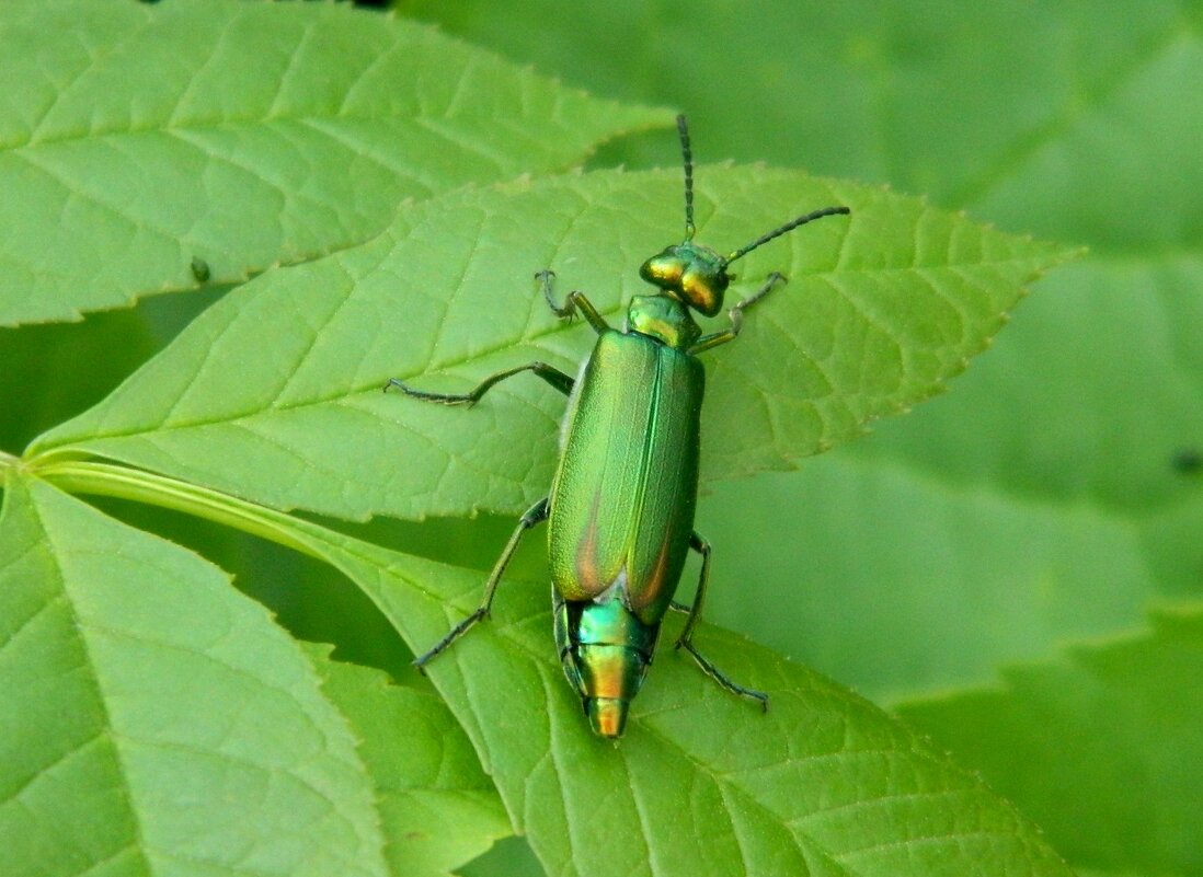 ШПАНСКАЯ  МУШКА. - Галина 
