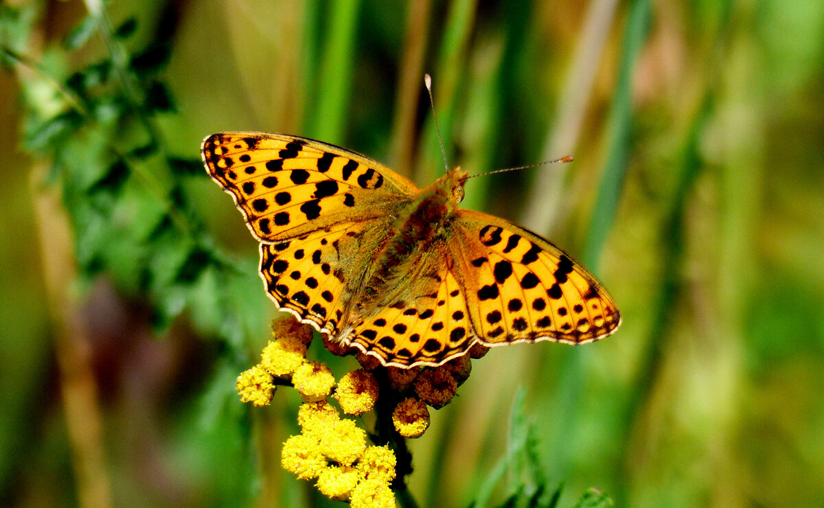 опять про бабочек...229 - Александр Прокудин