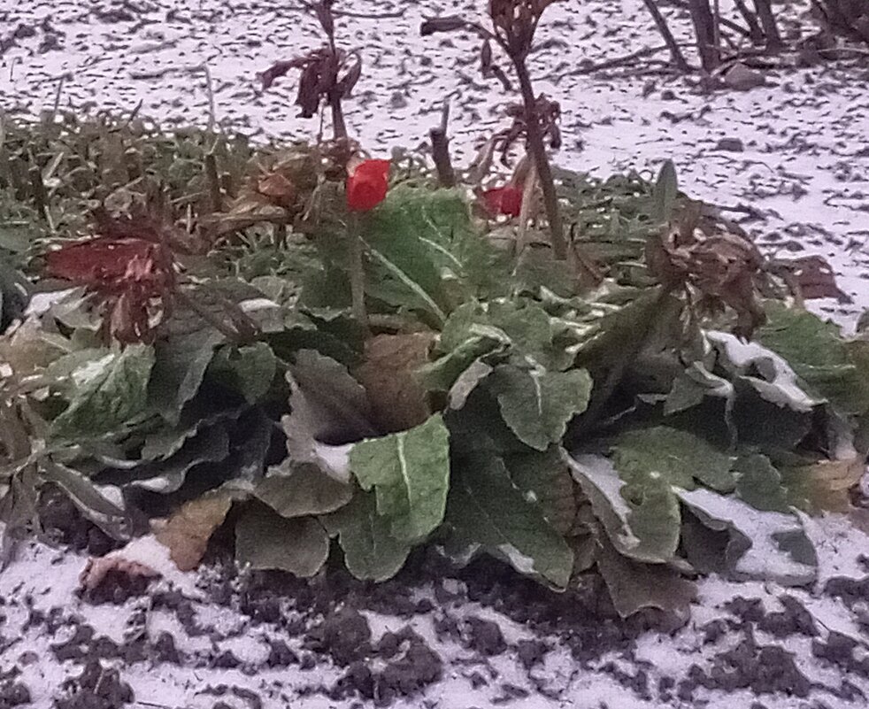 Примула - Сапсан 