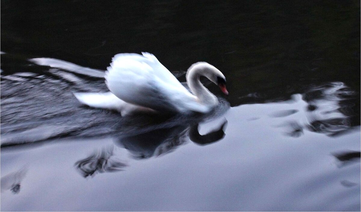 Лебедь - dindin 