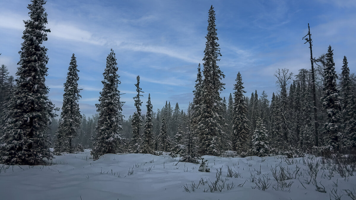 Сибирская тайга - Aleksey Afonin