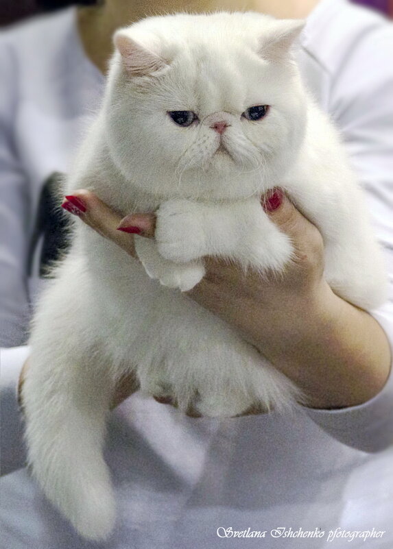 Экзот - Светлана Ищенко