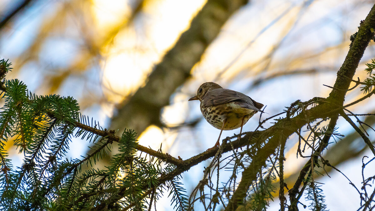 Певчий дрозд в лучах заходящего солнца - Владимир Лазарев