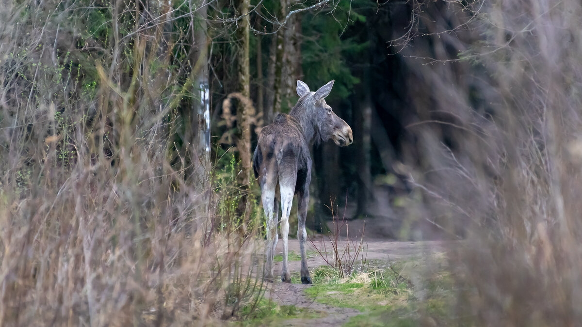 Молодой лось - Владимир Лазарев