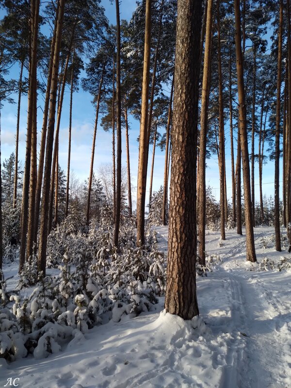 Зимнее утро - Любовь Сахарова