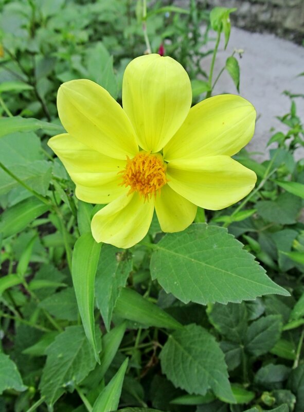 Георгин - PRP 