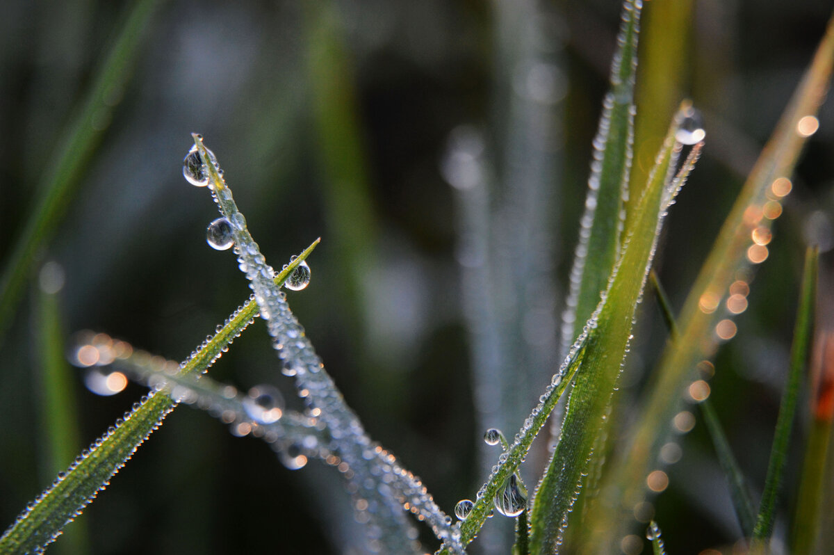 Роса на траве... - Надежда Куркина 