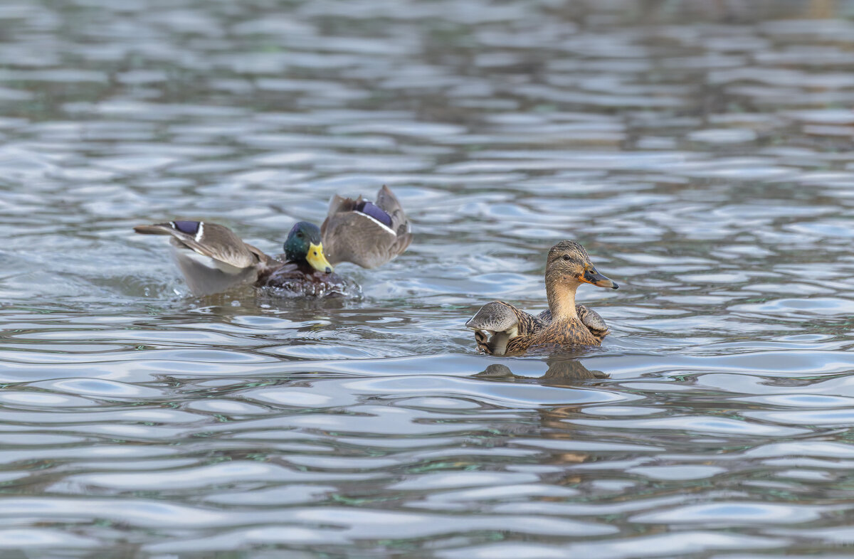 догонялки. - юрий макаров