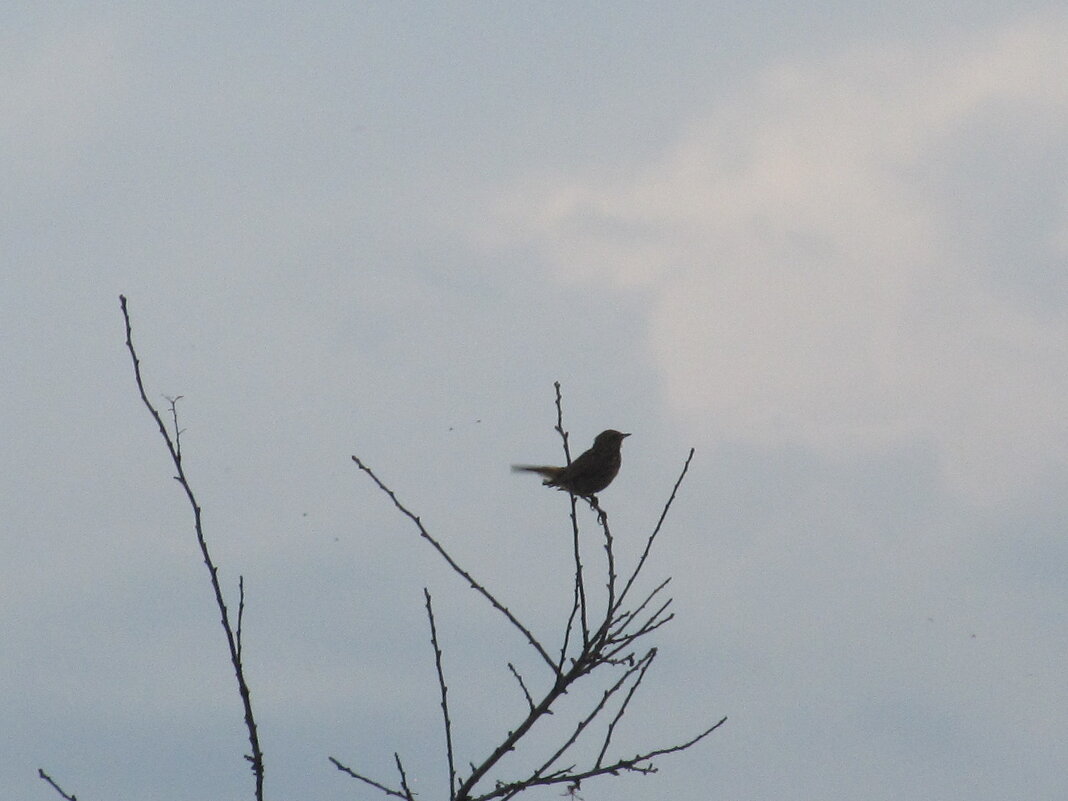 графика - Елена Шаламова