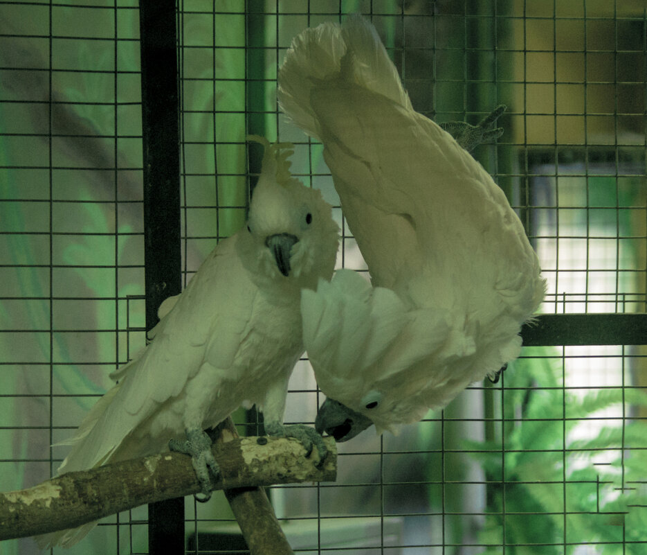 Дружеще, БРАД или не Брад - Владимир Максимов