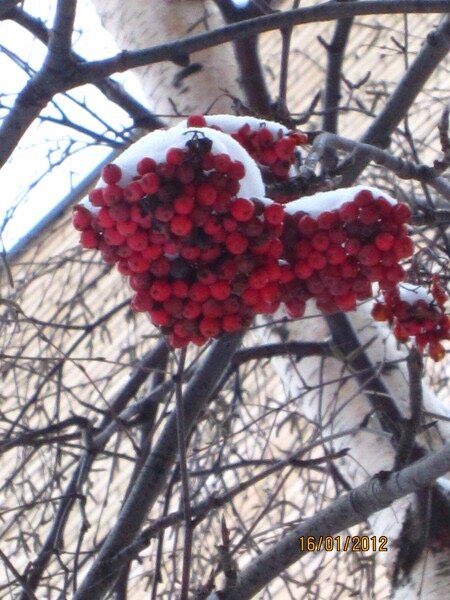 Зима… - Натали 