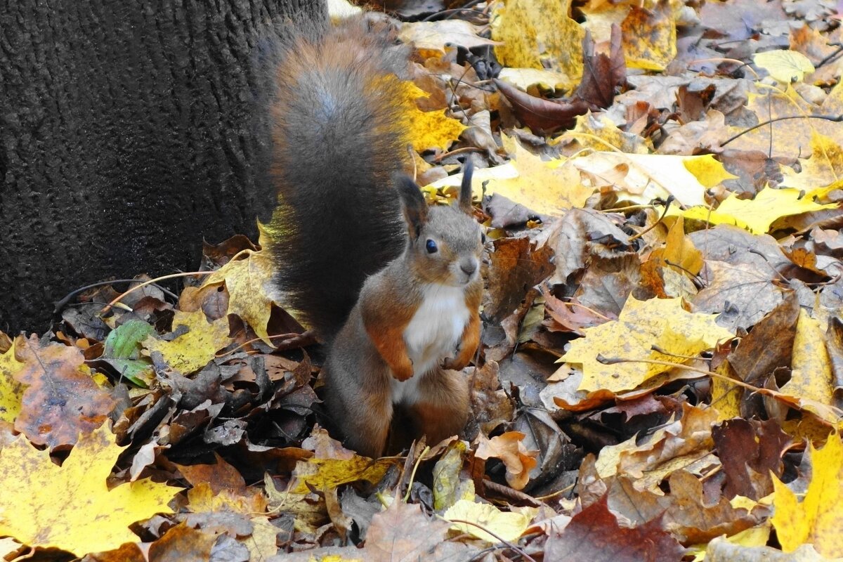Белки в Ашманн парке, Калининград - Рита Симонова