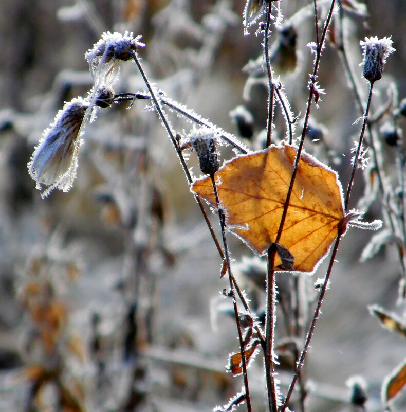 Лист осенний золотой. - nadyasilyuk Вознюк Лист осенний золотой. - nadyasilyuk Вознюк