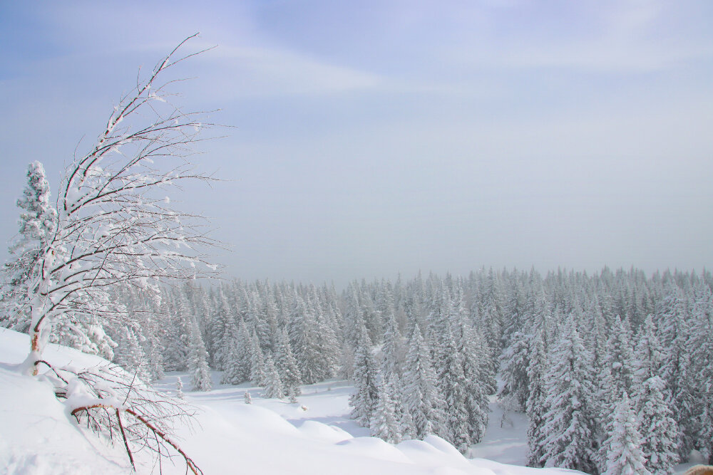 Прогулки по зимнему лесу - Галина Ильясова