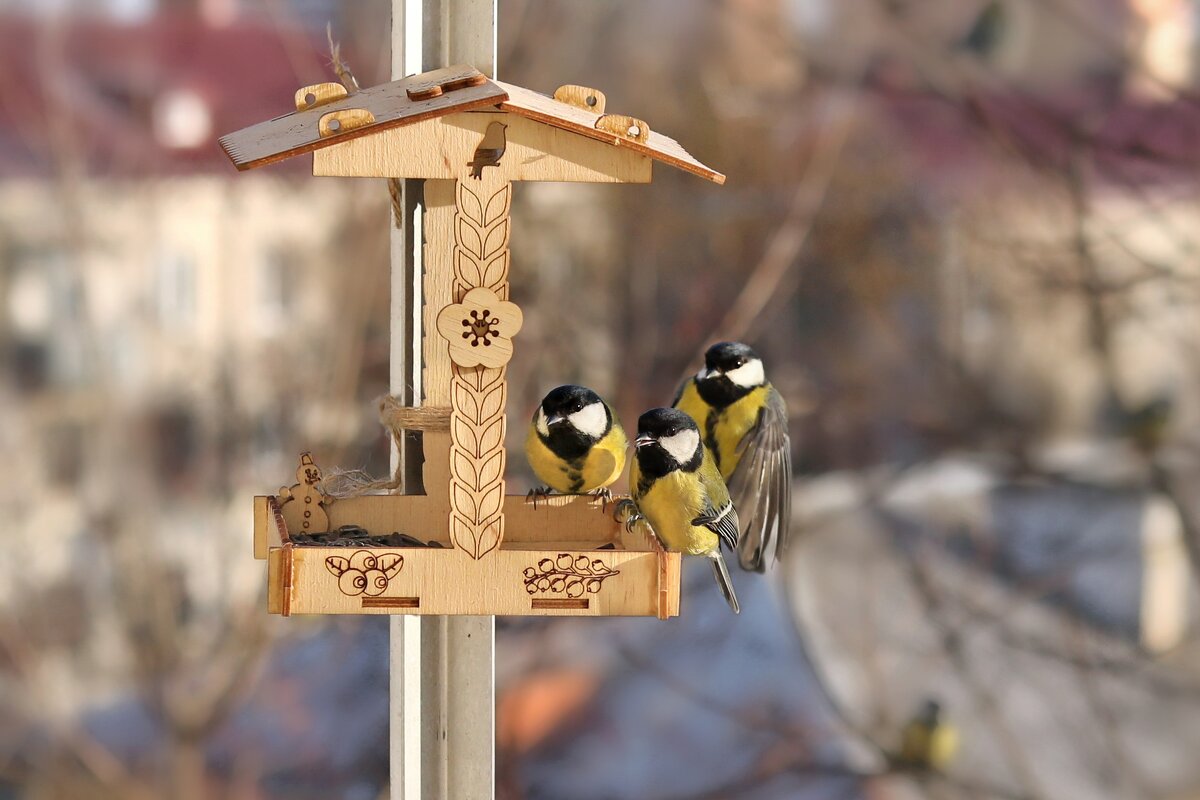 Да тройняшки мы, тройняшки... - Татьяна Бравая