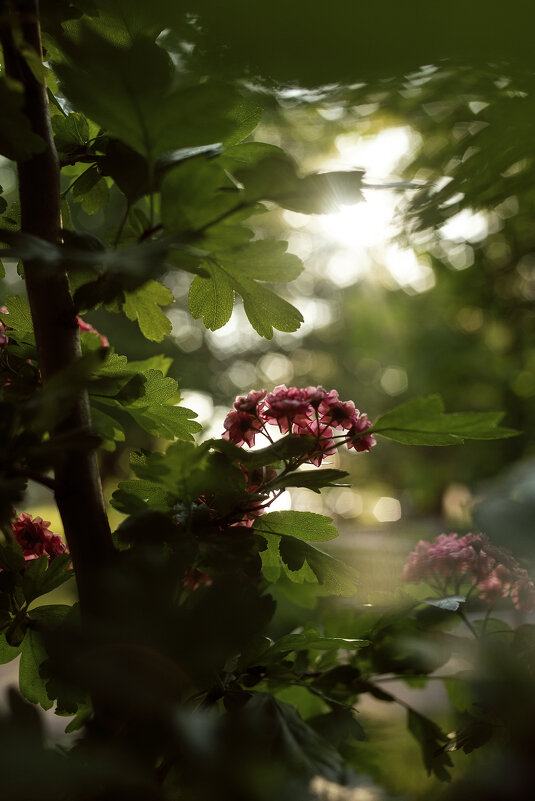 *** - Яна Горбунова