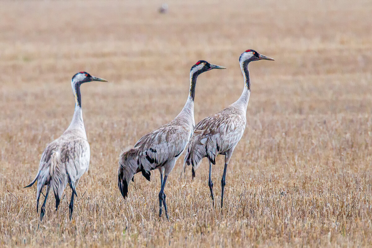 Журавушки - Георгий Кулаковский