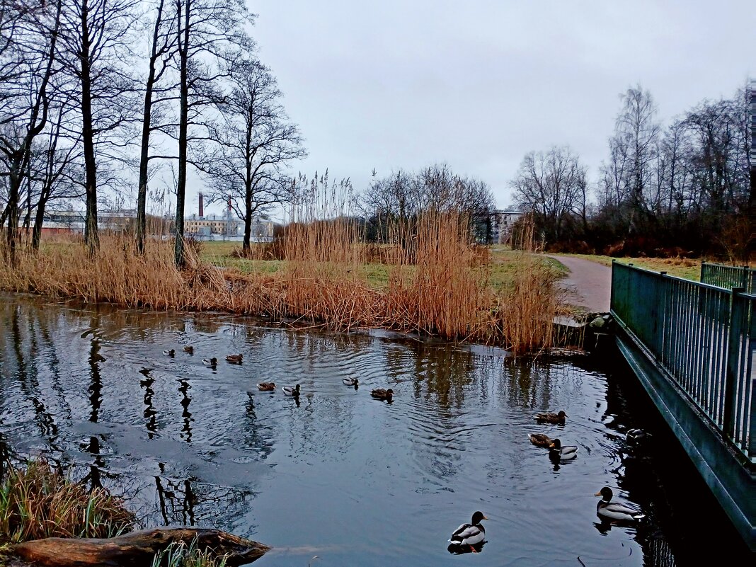 Декабрь, утки. - Лия ☼