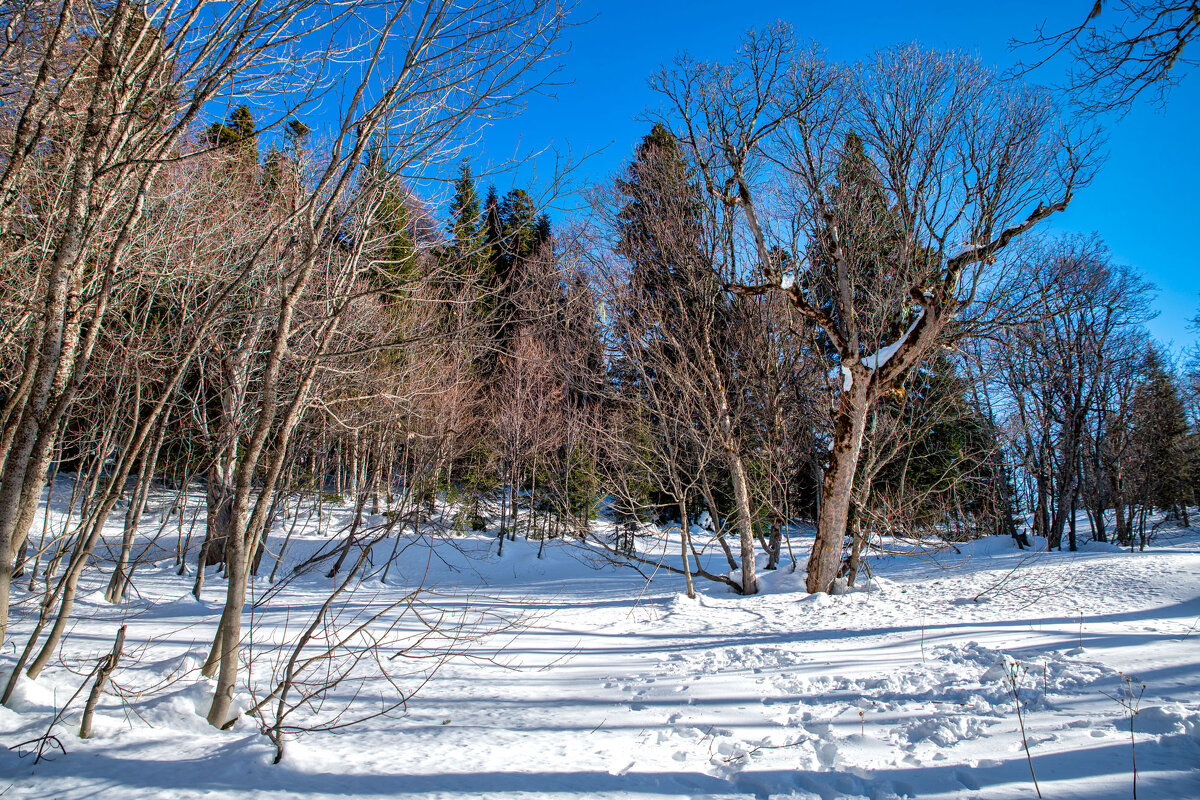 Яворова поляна, Адыгея. - Дина Евсеева