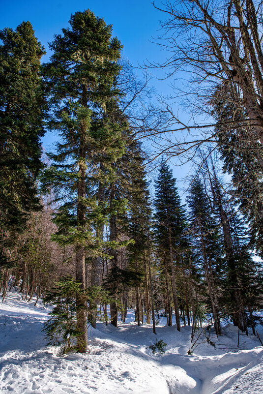 Яворова поляна. Гузерипль. Адыгея. - Дина Евсеева