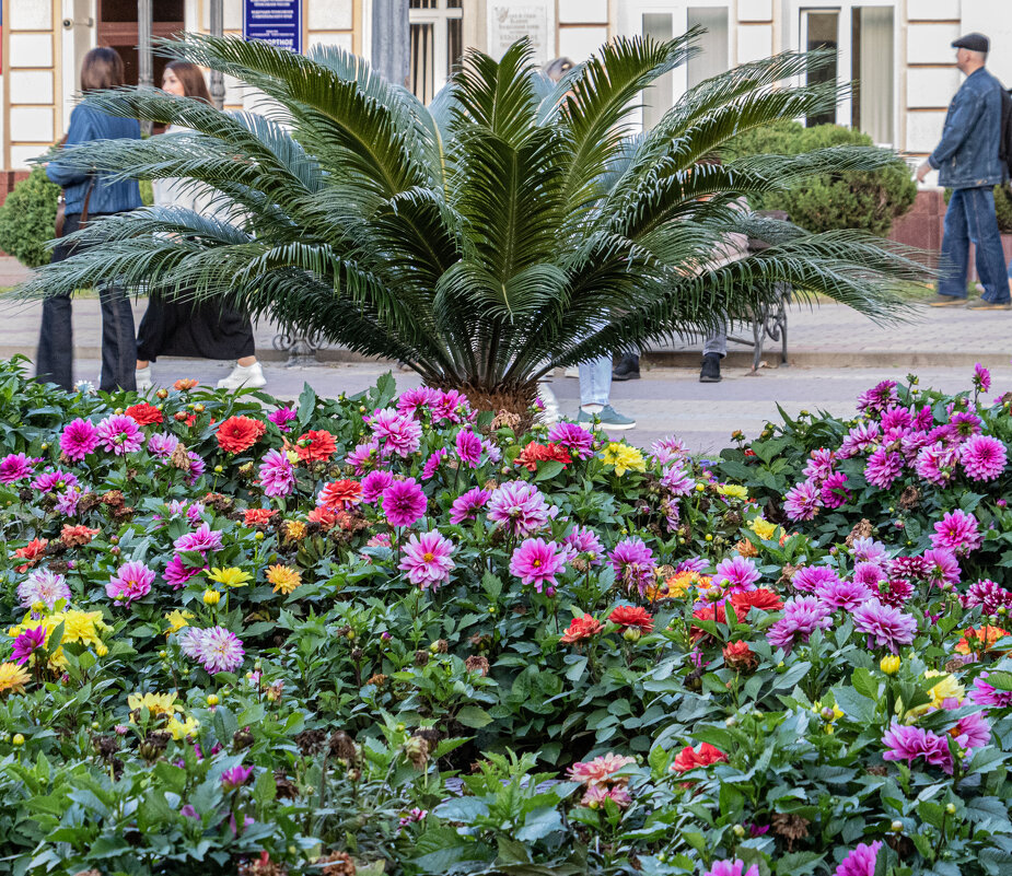 курортный бульвар - navalon M