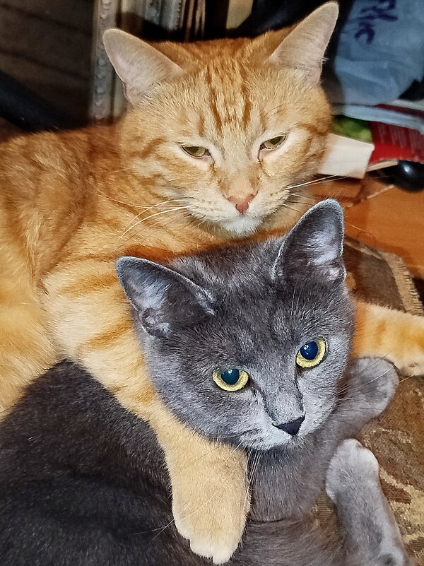 А если это любовь? - Александр Чеботарь