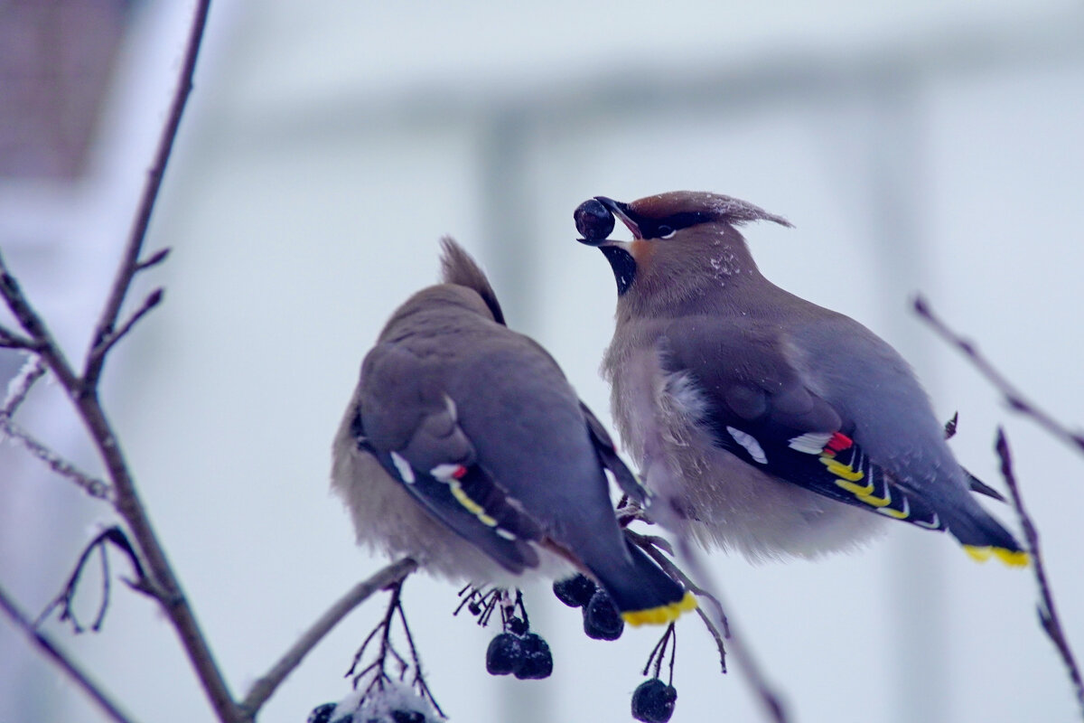 Свиристели на аронии - Сергей Ц