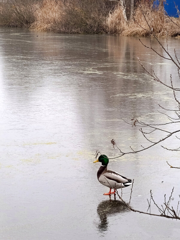 Зима подкралась незаметно - Владимир 57