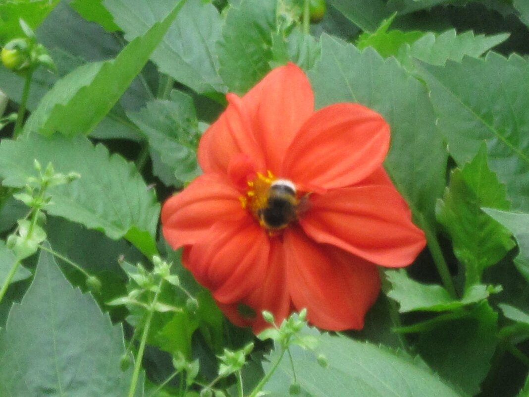 Дружат пчёлка и цветок - Дмитрий Никитин