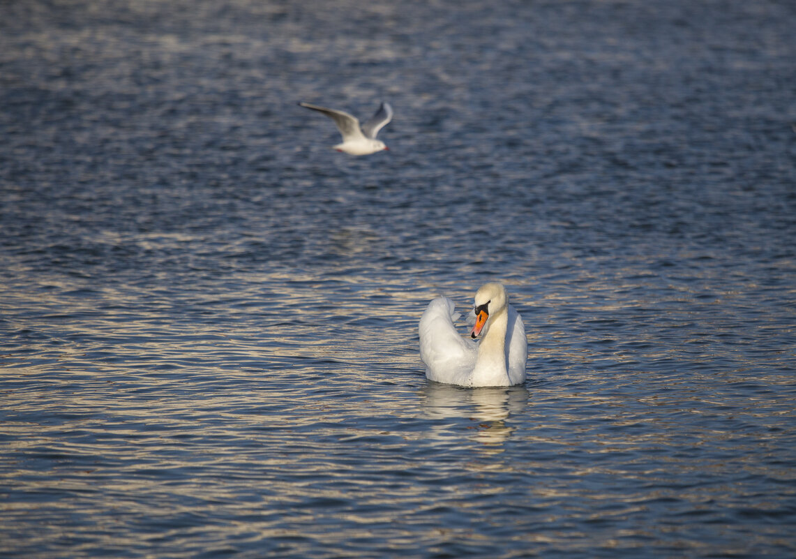 Грация - Светлана Тихонина
